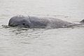 Irrawaddy dolphin-Orcaella brevirostris by 2eight