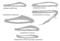Jacanidae wing bones