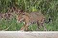 Jaguar (Panthera onca palustris) male Three Brothers River 2