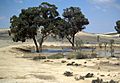 Jewish National Fund trees in The Negev