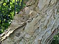 Kirstenbosch - Acacia sieberiana close-up of bark