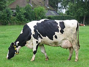 Koe in weiland bij Gorssel