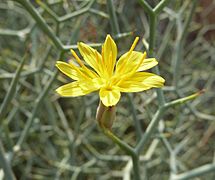 L. arborescens flor-1