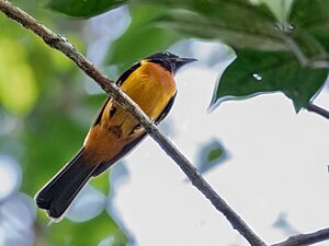 Lanio fulvus - Fulvous Shrike-Tanager (male); Botanic Garden, Manaus, Amazonas, Brazil.jpg