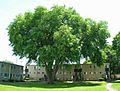 Large American Elm Tree, New Haven, CT - June 10, 2017