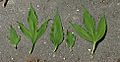 Leaf samples from the giant ragweed