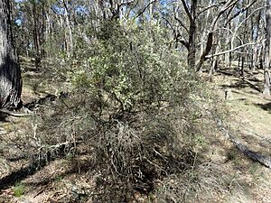 Leucopogon lanceolatus (habit) 01