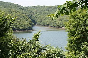 Looking across the Helford River towards the inlet at Merthen Wood - geograph.org.uk - 1380880