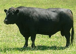 Lowline bull.jpg