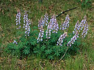 Lupinus perennis 1593017