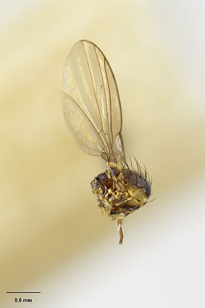 MA I321200 TePapa Liriomyza-clianthi-Watt full