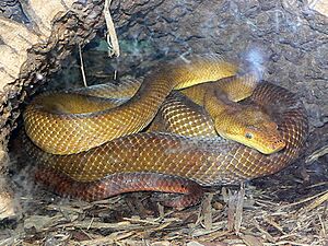 MP-candoia bibroni 2