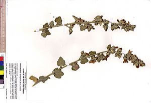 Malacothamnus aboriginum -10603 dupl. UC1561062 (5419808737).jpg