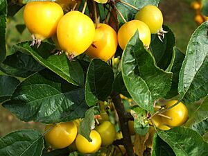 Malus floribunda "Golden Hornet" - geograph.org.uk - 983361