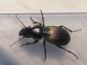 Megadromus antarcticus 2015.JPG