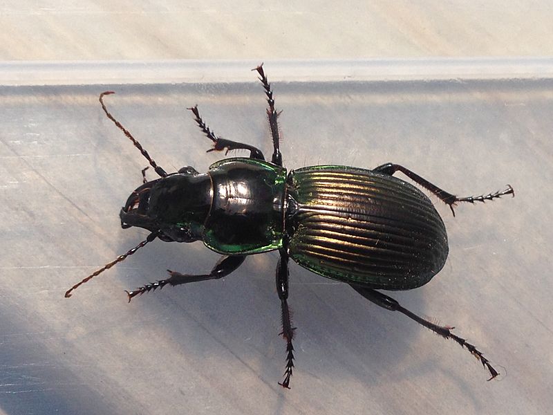 Megadromus antarcticus 2015