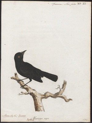 Monarcha nigra - 1786-1789 - Print - Iconographia Zoologica - Special Collections University of Amsterdam - UBA01 IZ16500179.tif