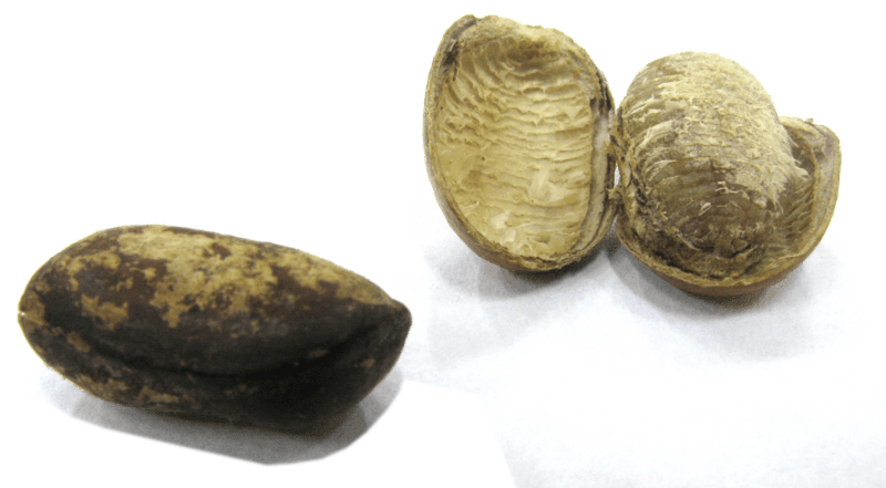 Monodora myristica seeds