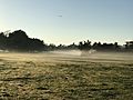 Morning fog at Thomas Street Park, Sherwood, Queensland 02