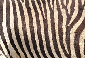 Mountain zebra stripes