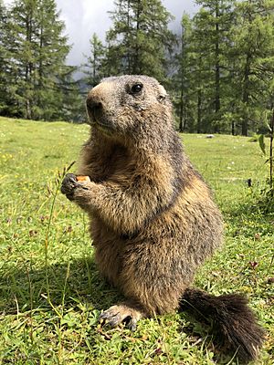 Alpine marmot Facts for Kids