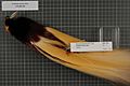 Naturalis Biodiversity Center - RMNH.AVES.92300 1 - Paradisaea apoda subsp. - Paradisaeidae - bird skin specimen