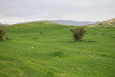 Nature of Kazerun