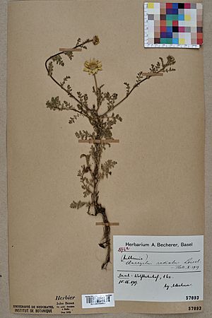 Neuchâtel Herbarium - Anacyclus radiatus - NEU000009697.jpg