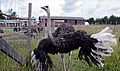 Nurmijärvi ostrich farm