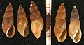 Omphiscola glabra shell