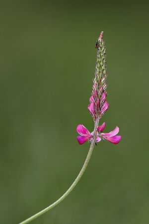 Onobrychis viciifolia MichaD