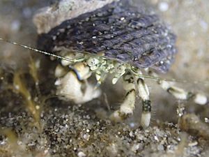 Pagurus novizealandiae 3071569.jpg