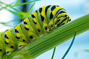 Papilio polyxenes (black swallowtail) caterpillar on Anthem graveolens (dill)
