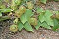 Passiflora foetida W IMG 0566