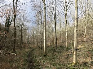 Path along Pishill Bottom (geograph 4832236).jpg