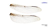 Petalura hesperia female wings (34921038441)