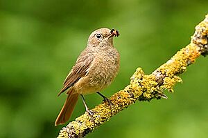 Phoenicurus phoenicurus female