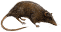 Phylogenetic tree of marsupials derived from retroposon data (Paucituberculata)