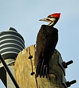 Pileated Woodpecker power pole