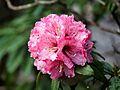 Pink Rhododendron Blossom Prashar Himachal Apr11 P1020872