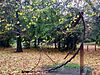 Pipe, Dance (1997) by Marcus Robinson.jpg