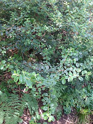 Pomaderris vacciniifolia.jpg