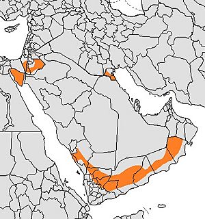Present distribution of the gray wolf subspecies - Arabian wolf (Canis lupus arabs).jpg