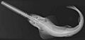 Pristis pectinata X-ray