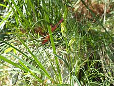 Pterostylis longifolia flowering stem