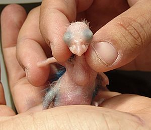 Puerto Rican parrot chick