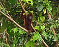 Purus Red Howler Monkey 1