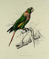 Pyrrhura calliptera