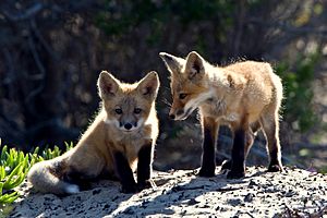 Red Fox cubs