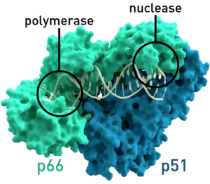 Reverse transcriptase 3KLF labels